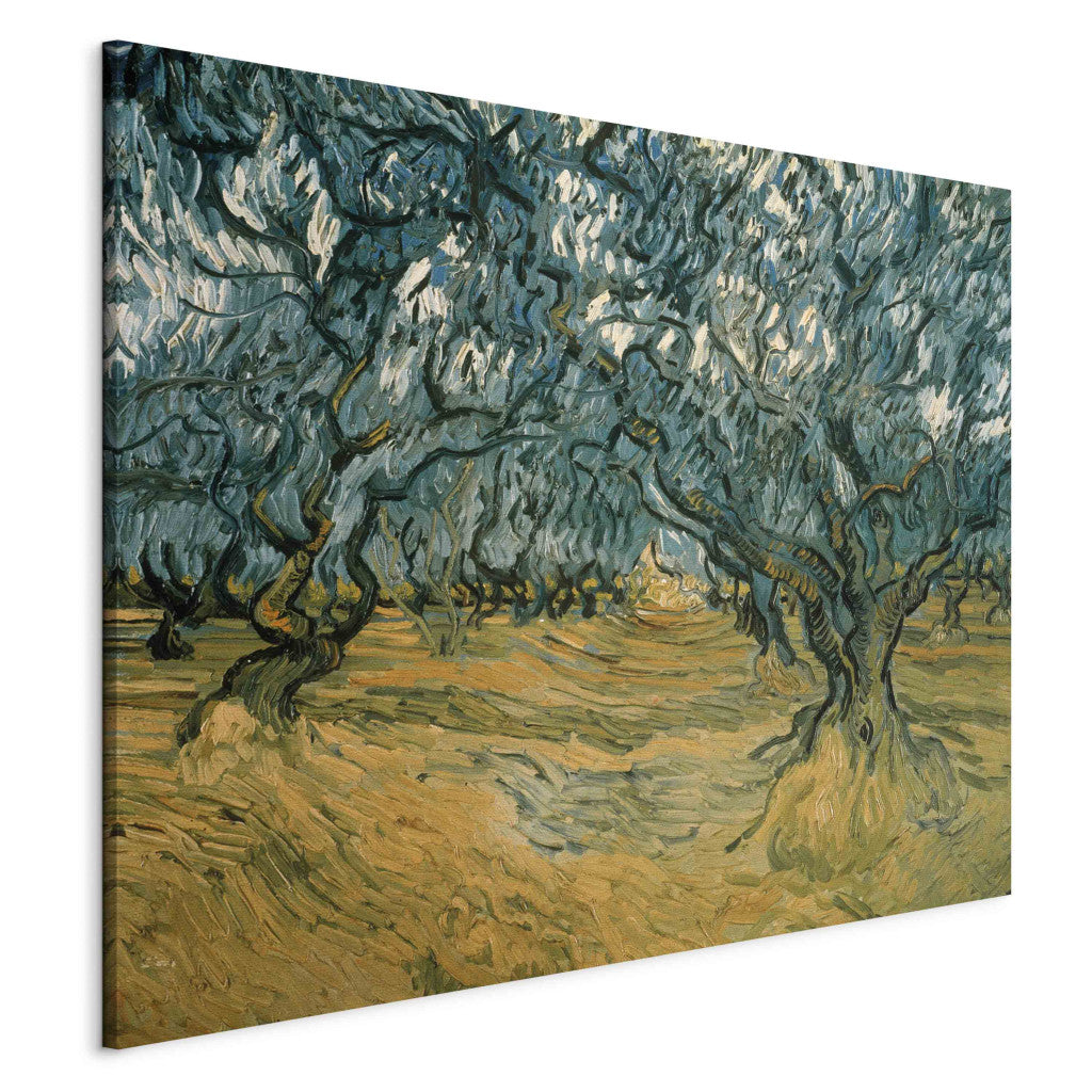 Gleznas reprodukcija - Vincent van Gogh - Olive Trees