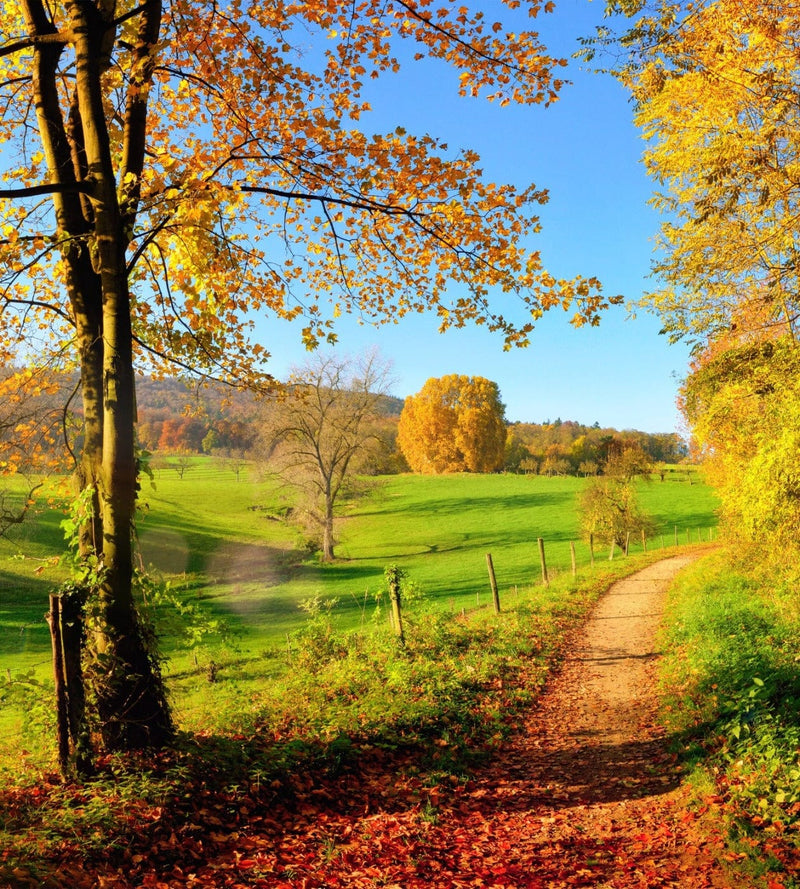 225x250 cm Flizelīna fototapetes - Pļava ✅ Ir noliktavā 225 x 250 cm D-ART