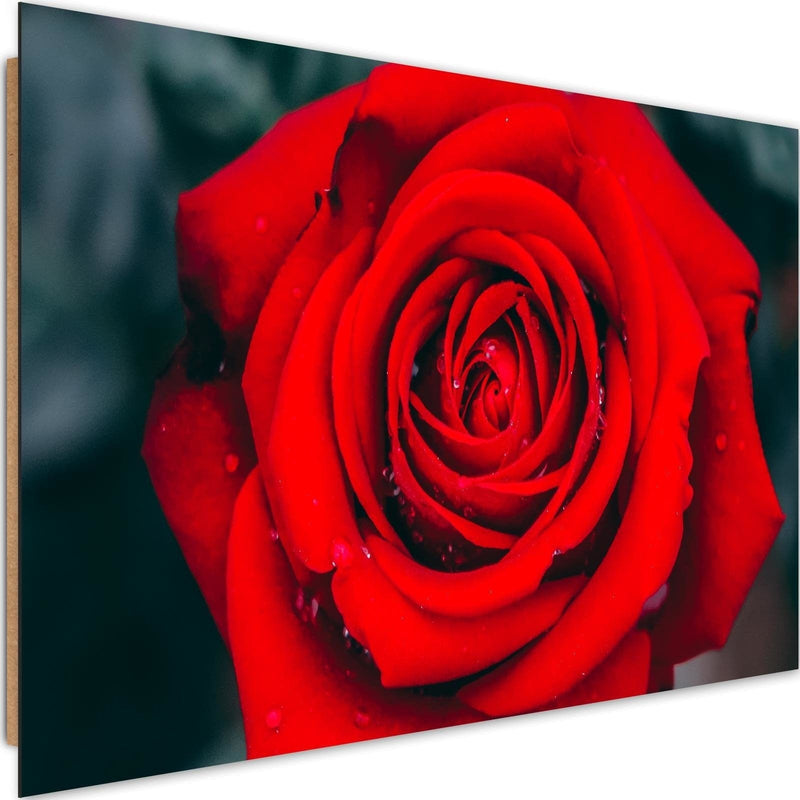 Dekoratīvais panelis - Beautiful Red Rose 2  Home Trends Deco