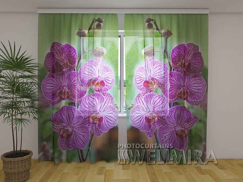 Dienas un nakts aizkari - Babilonas orhideja 180 x 140 cm (2X 90x140 cm) / Сaurspīdīgs šifons E-interjers.lv