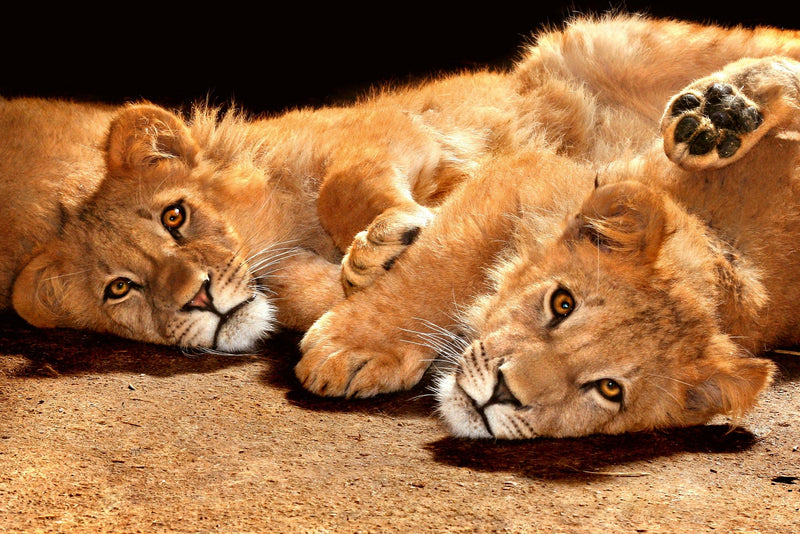 Flizelīna fototapetes ar dzīvniekiem - Mazie lauvēni D-ART