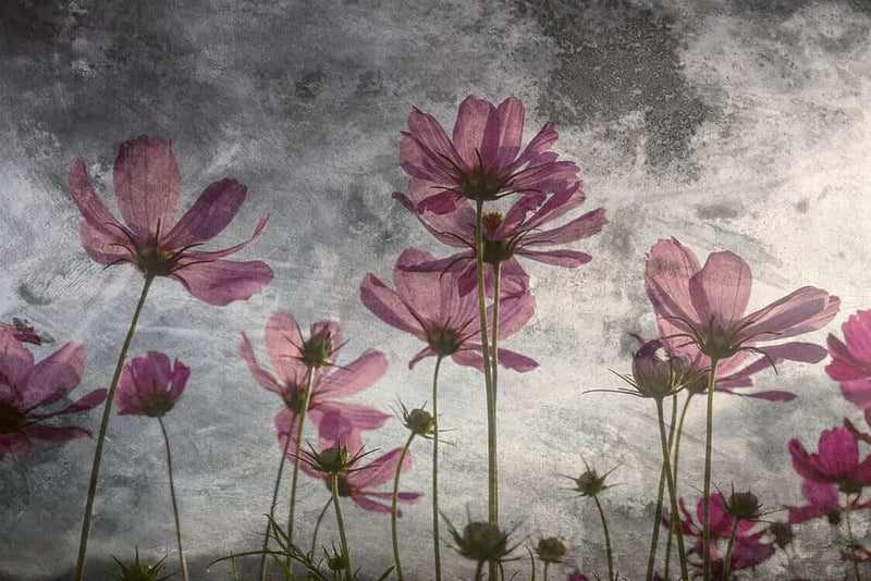Flizelīna fototapetes ar pļavas ziediem uz pelēka fona, D363 D-ART