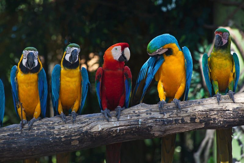Flizelīna fototapetes ar putniem - Krāsaini papagaiļi D-ART