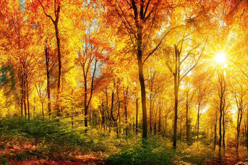 Flizelīna fototapetes ar rudens mežu - Saulainā diena D-ART