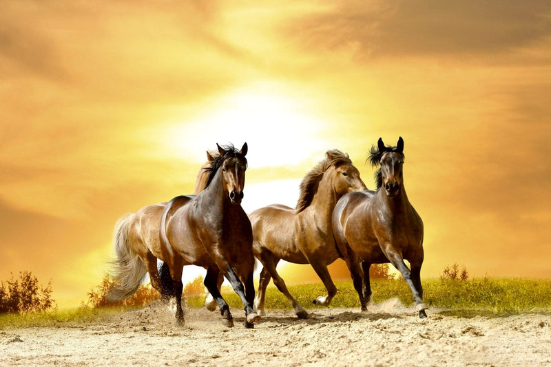 Flizelīna fototapetes ar zirgiem - Zirgi saulrieta laikā D-ART