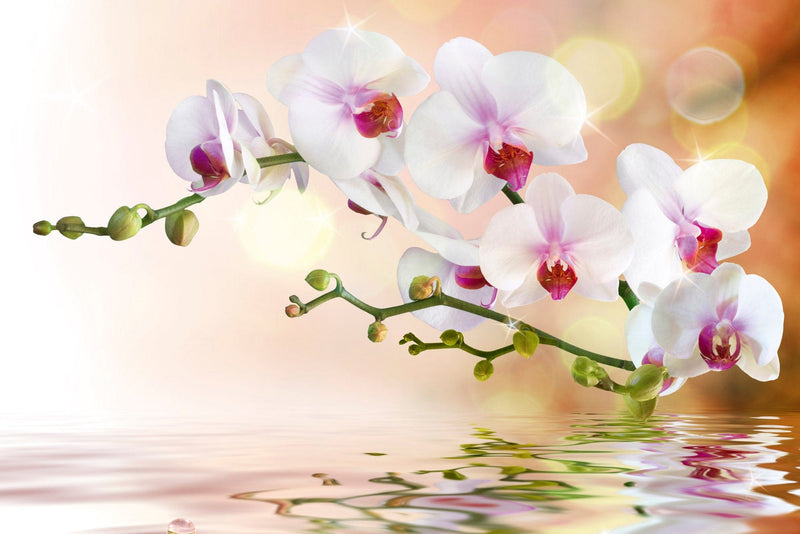 Flizelīna fototapetes - Baltā orhideja D-ART