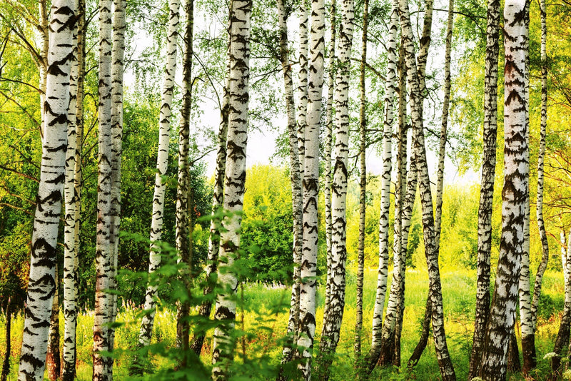 Flizelīna fototapetes - Bērzu mežs D-ART