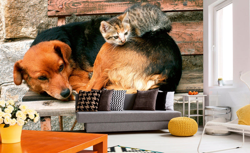 Flizelīna fototapetes - Kaķis un suns 375 x 250 cm D-ART