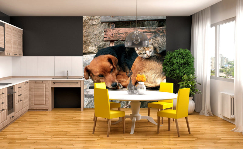 Flizelīna fototapetes - Kaķis un suns 225 x 250 cm D-ART