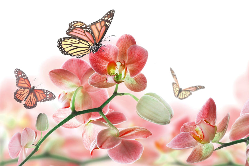 Flizelīna fototapetes - Orhidejas un tauriņš D-ART