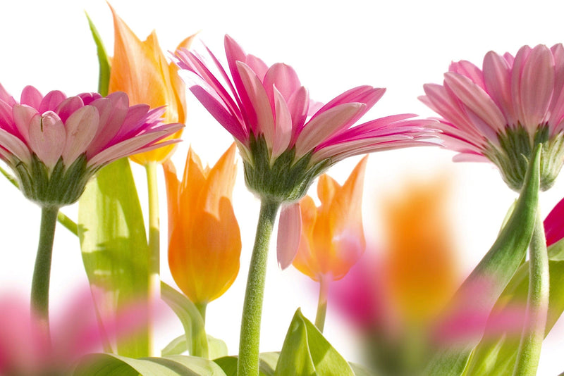 Flizelīna fototapetes - Pavasara ziedi D-ART