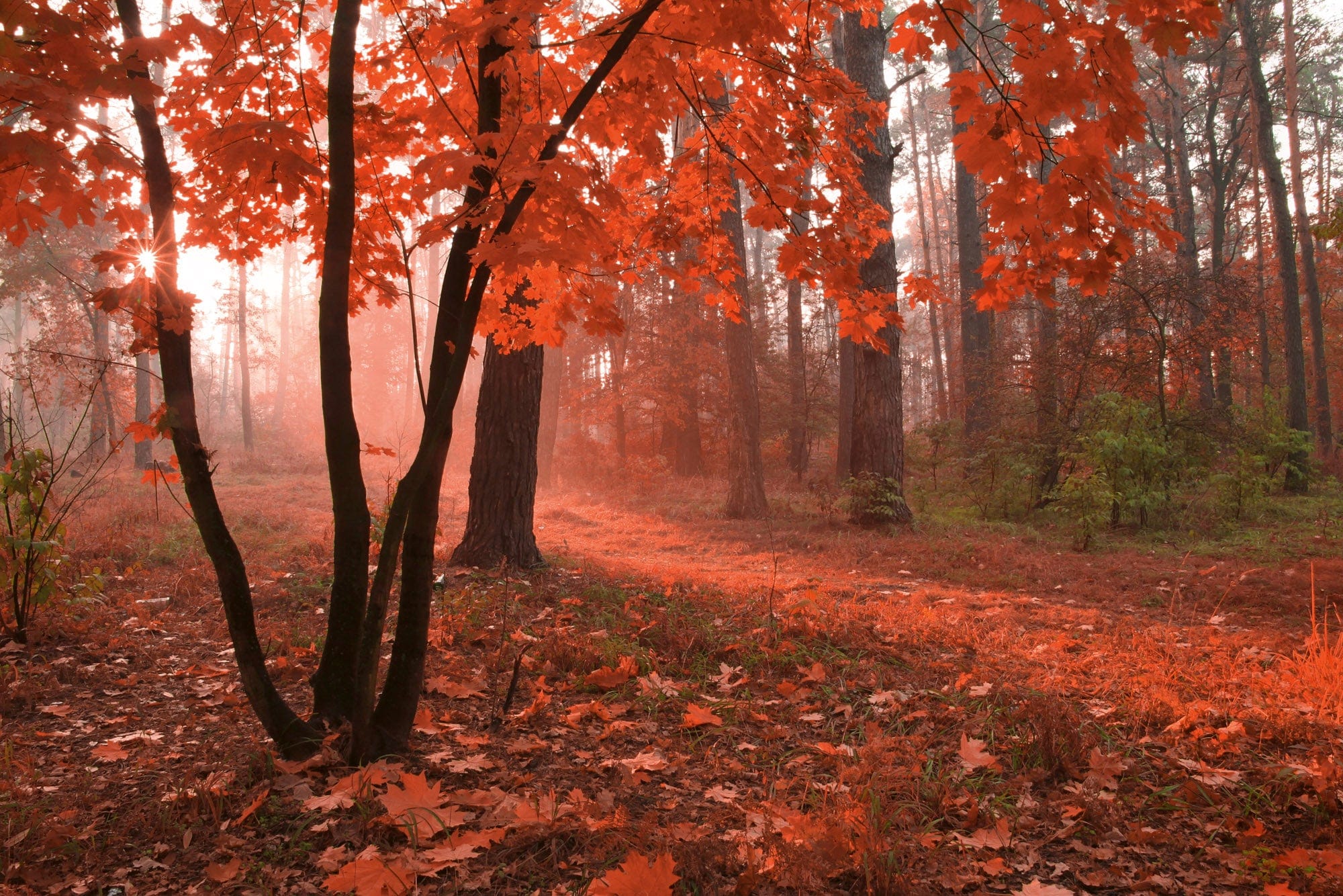 Flizelīna fototapetes - Rudens mežs D-ART
