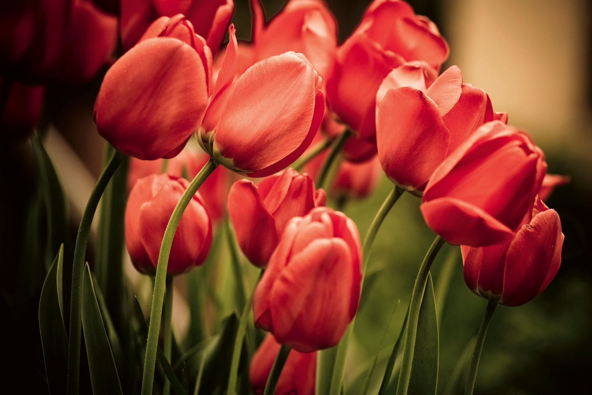 Flizelīna fototapetes - Sarkanas tulpes D-ART