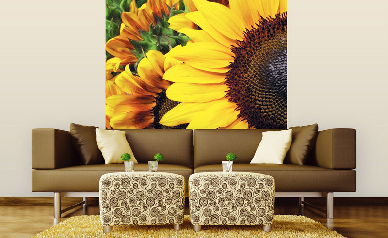 Flizelīna fototapetes - Saulespuķes 225 x 250 cm D-ART