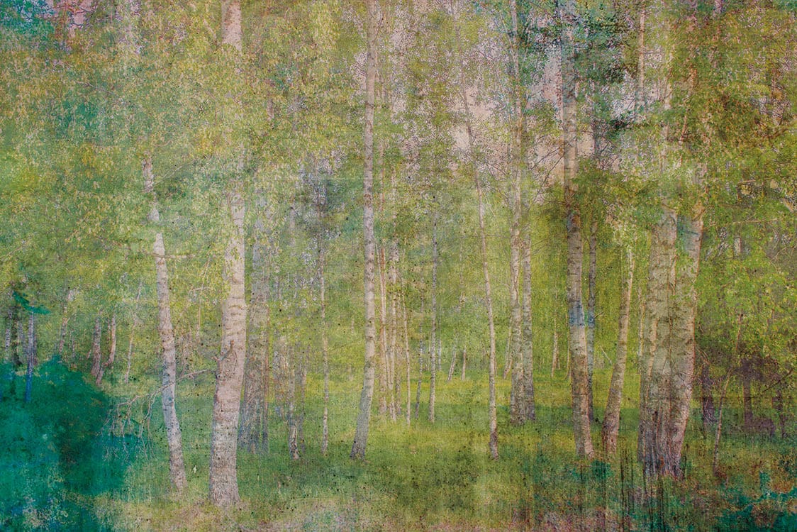 Flizelīna fototapetes - Vintāžas bērzu birzs D-ART