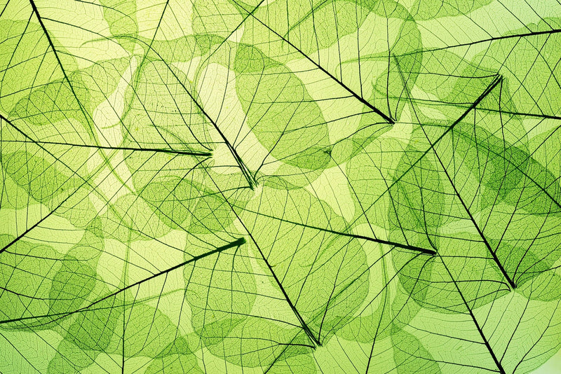 Flizelīna fototapetes - Zaļas lapas (dzislas) D-ART