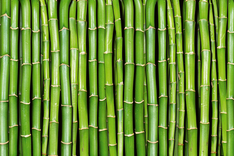 Flizelīna fototapetes - Zaļš bambuss D-ART