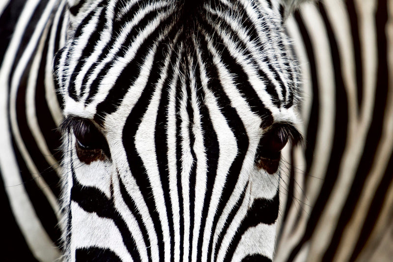 Flizelīna fototapetes - Zebra D-ART