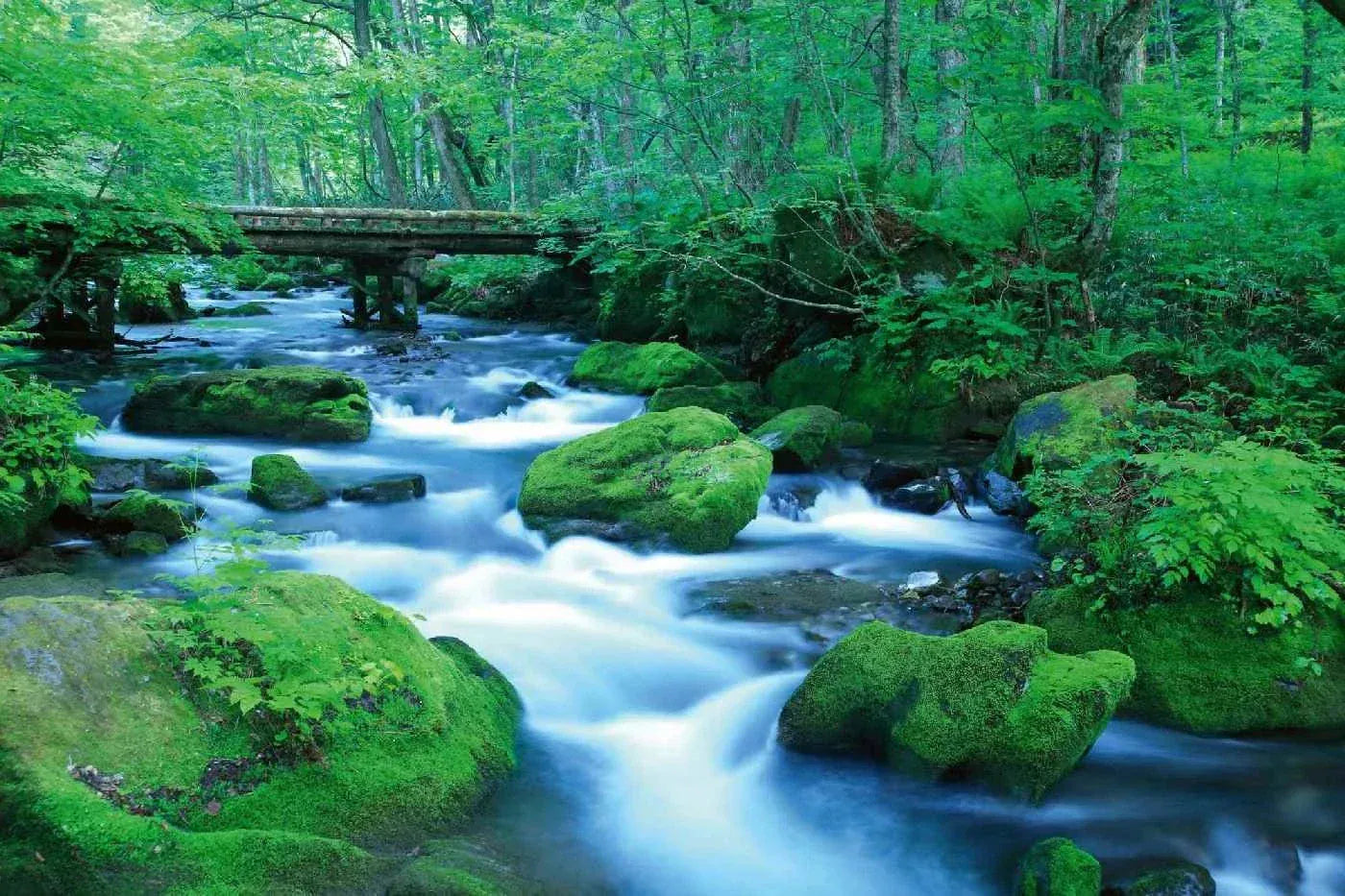 Fototapetes ar skaistu ainavu - Meža strauts II, 375x250 cm D-ART