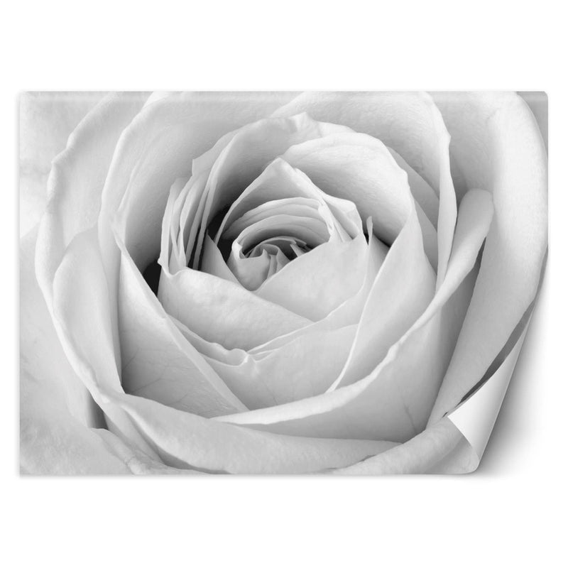 Fototapetes ar ziediem -, Baltie rožu ziedi makro Home Decor
