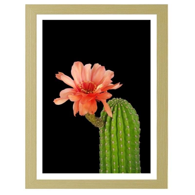 Glezna bēšā rāmī - A cactus with a red flower  Home Trends DECO
