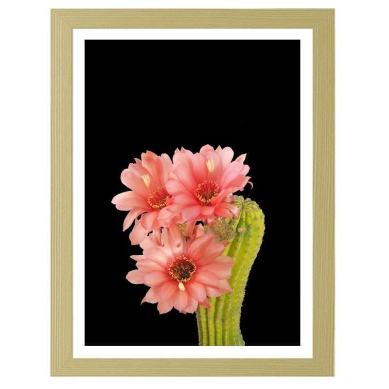 Glezna bēšā rāmī - A cactus with red flowers  Home Trends DECO