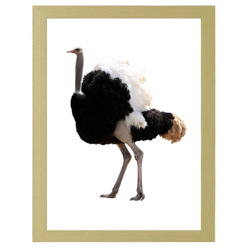 Glezna bēšā rāmī - An ostrich with beautiful feathers  Home Trends DECO