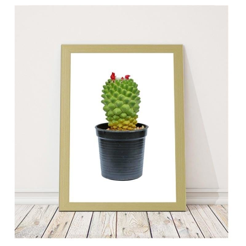 Glezna bēšā rāmī - Cactus on white background  Home Trends DECO