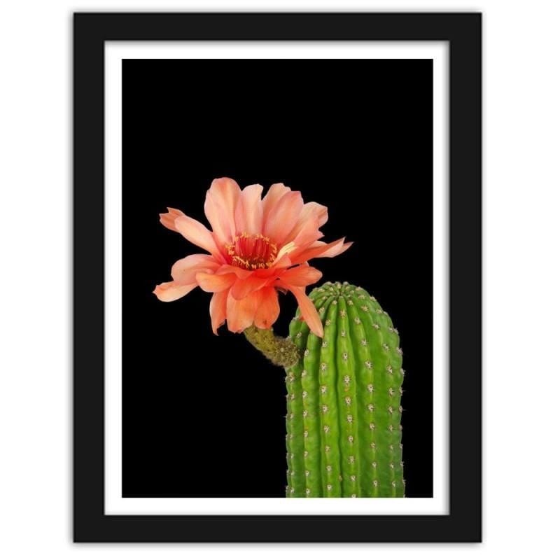 Glezna melnā rāmī - A cactus with a red flower  Home Trends