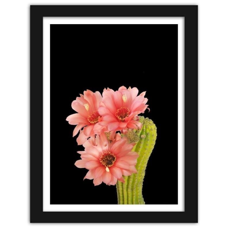 Glezna melnā rāmī - A cactus with red flowers  Home Trends