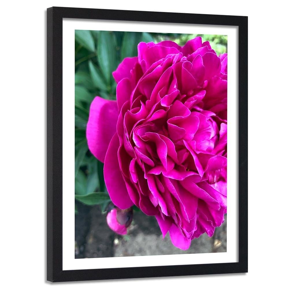 Glezna melnā rāmī - A Large Pink Flower  Home Trends
