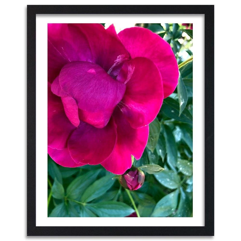 Glezna melnā rāmī - A Large Pink Flower  Home Trends