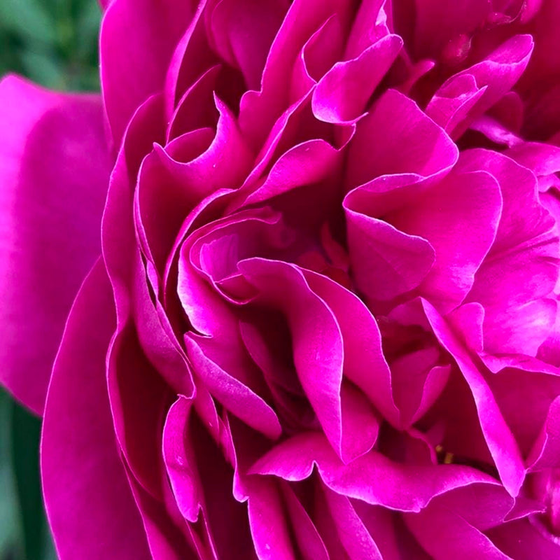 Glezna melnā rāmī - A Large Pink Flower  Home Trends