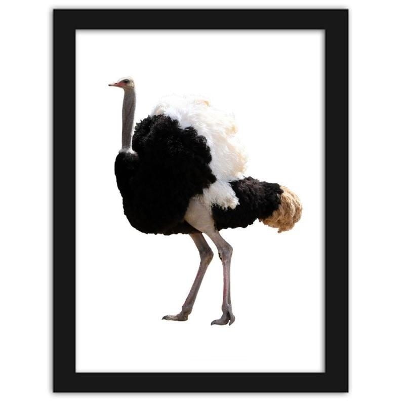 Glezna melnā rāmī - An ostrich with beautiful feathers  Home Trends
