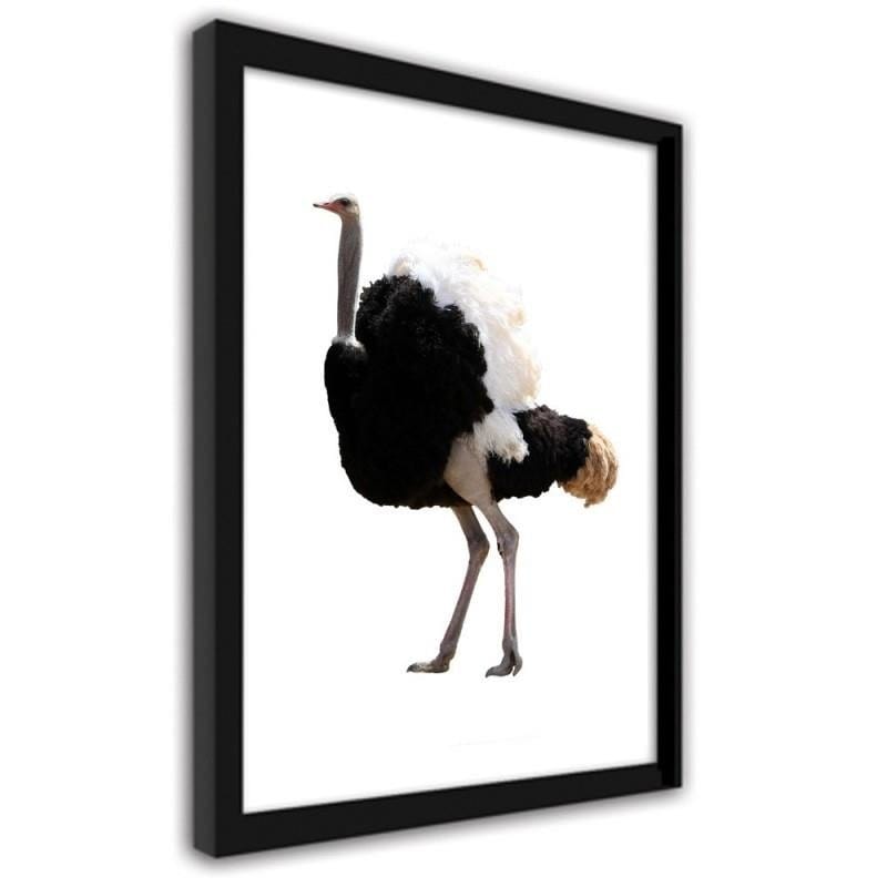 Glezna melnā rāmī - An ostrich with beautiful feathers  Home Trends