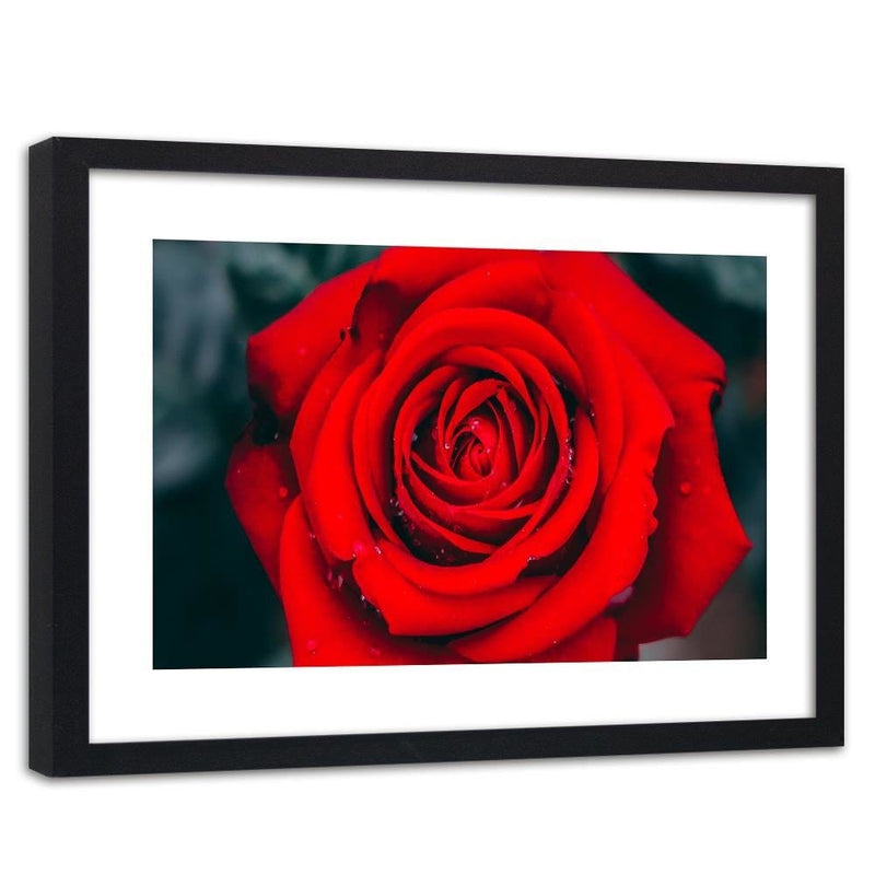 Glezna melnā rāmī - Beautiful Red Rose 2  Home Trends