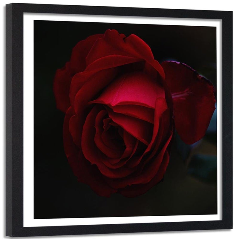 Glezna melnā rāmī - Beautiful Red Rose  Home Trends