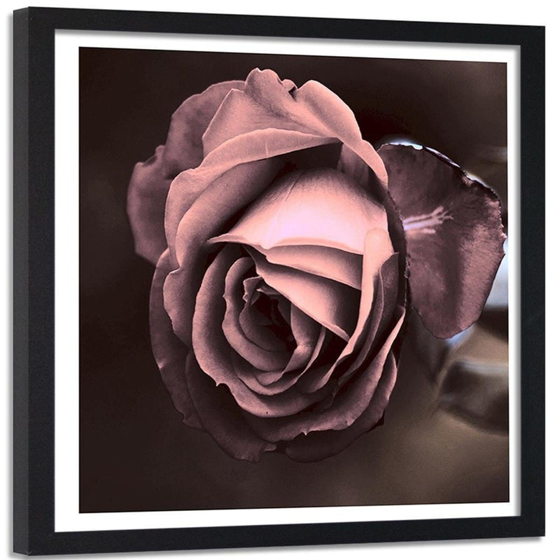 Glezna melnā rāmī - Beautiful Rose  Home Trends