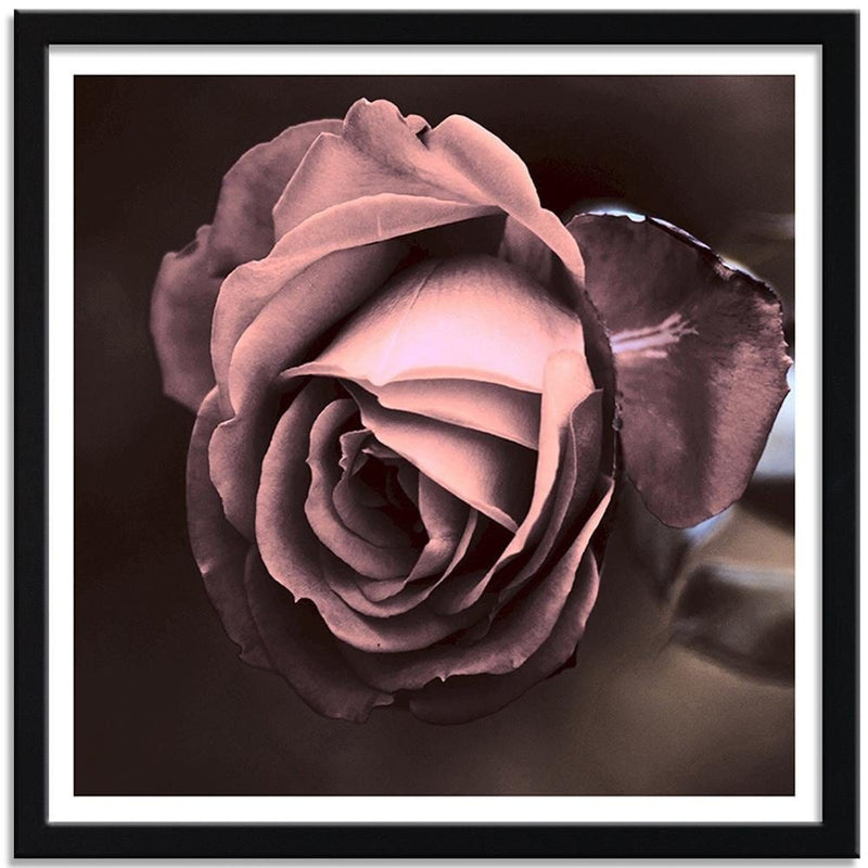 Glezna melnā rāmī - Beautiful Rose  Home Trends