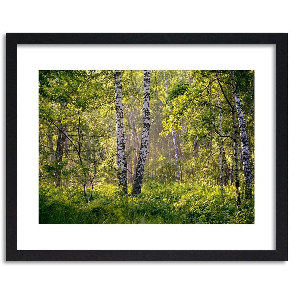 Glezna melnā rāmī - Birches In The Middle Of The Forest  Home Trends