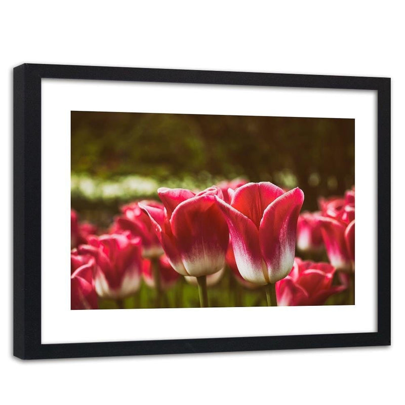 Glezna melnā rāmī - Blooming Tulip  Home Trends