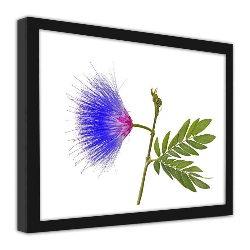 Glezna melnā rāmī - Blue and pink flower  Home Trends