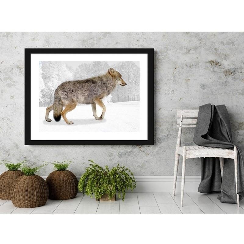 Glezna melnā rāmī - Brown wolf  Home Trends