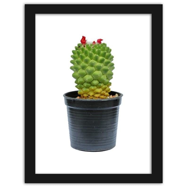 Glezna melnā rāmī - Cactus on white background  Home Trends