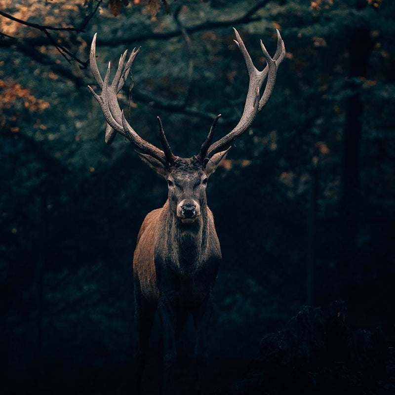 Glezna melnā rāmī - Deer In The Bushes  Home Trends