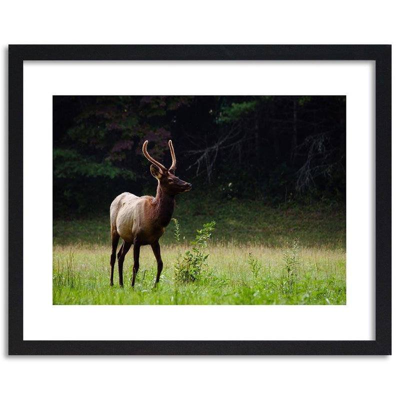 Glezna melnā rāmī - Deer In The Meadow  Home Trends