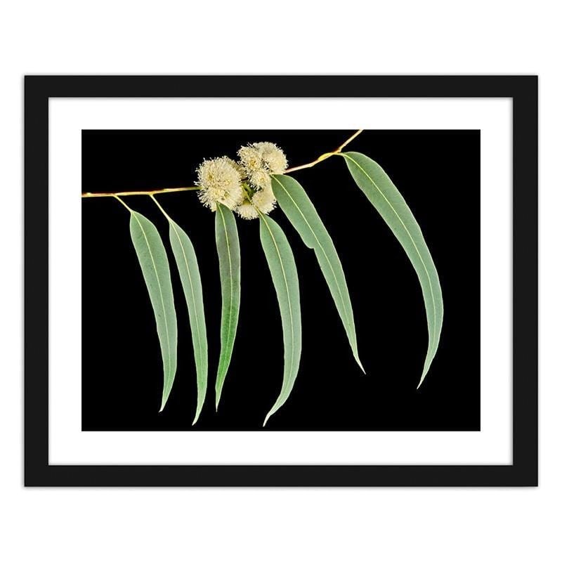 Glezna melnā rāmī - Eucalyptus leaves  Home Trends