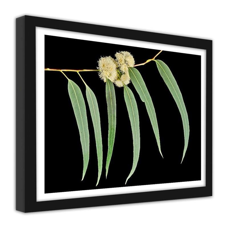Glezna melnā rāmī - Eucalyptus leaves  Home Trends