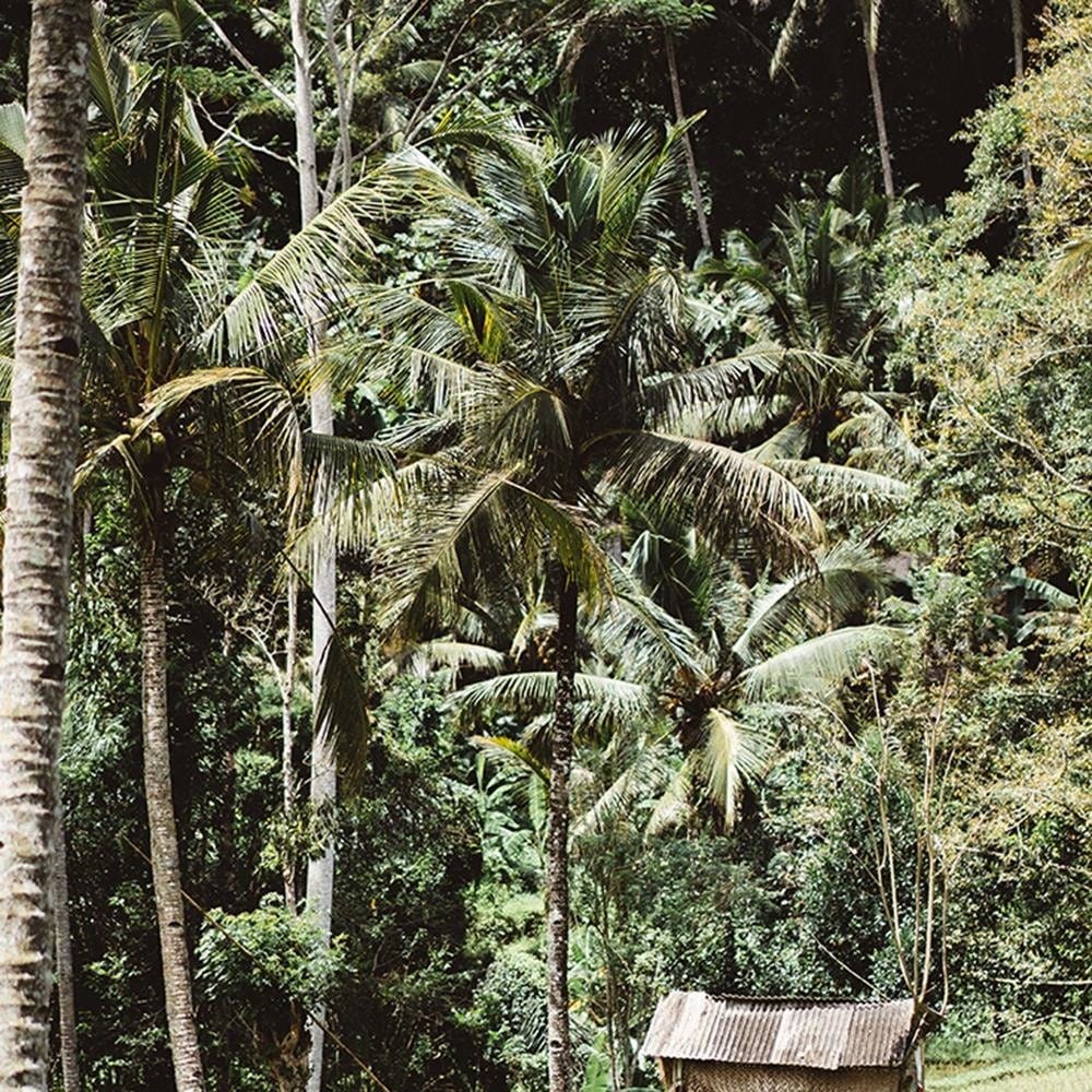 Glezna melnā rāmī - Exotic Garden  Home Trends