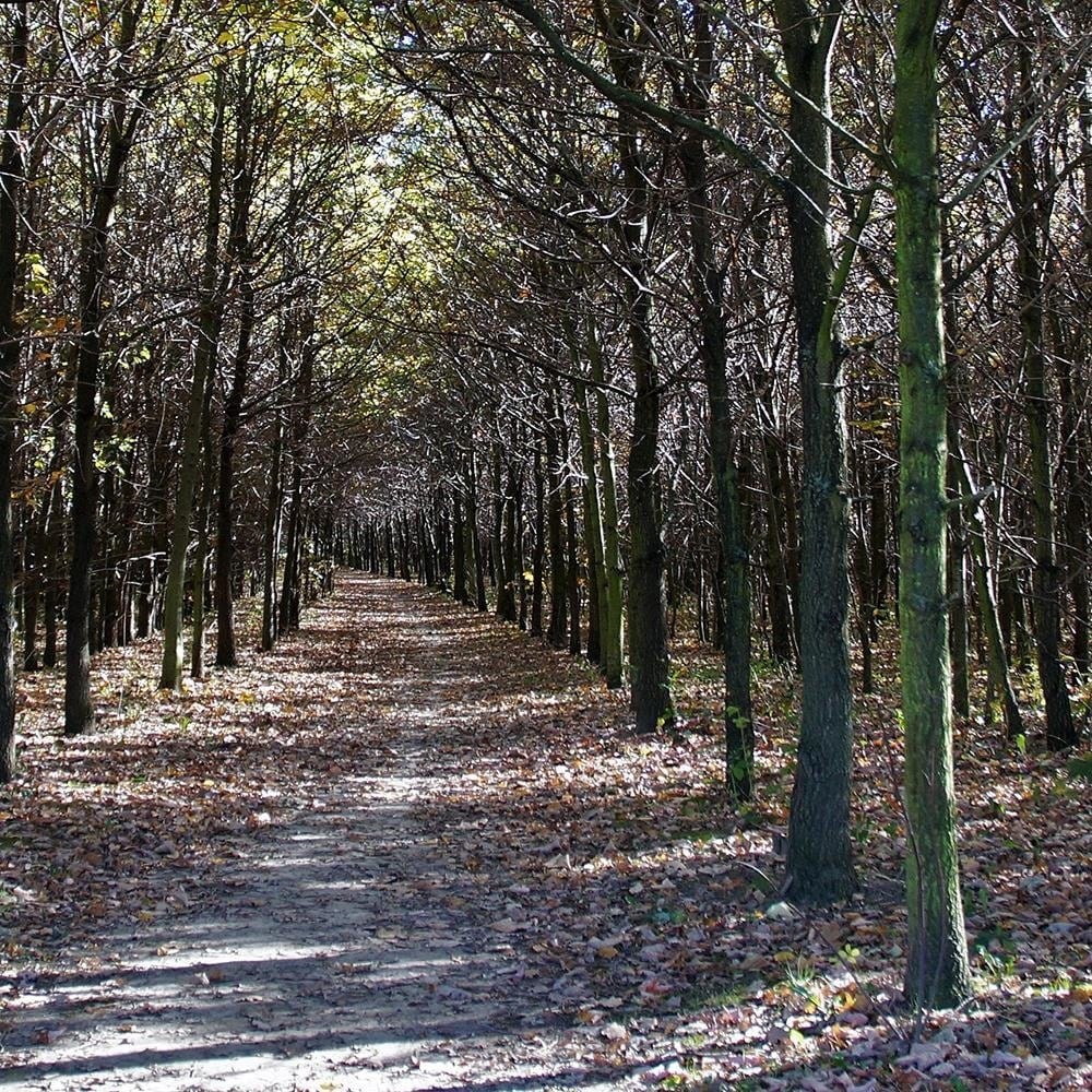 Glezna melnā rāmī - Forest Road  Home Trends